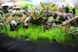 vereinsabend_bonsai_aquarium_05.jpg